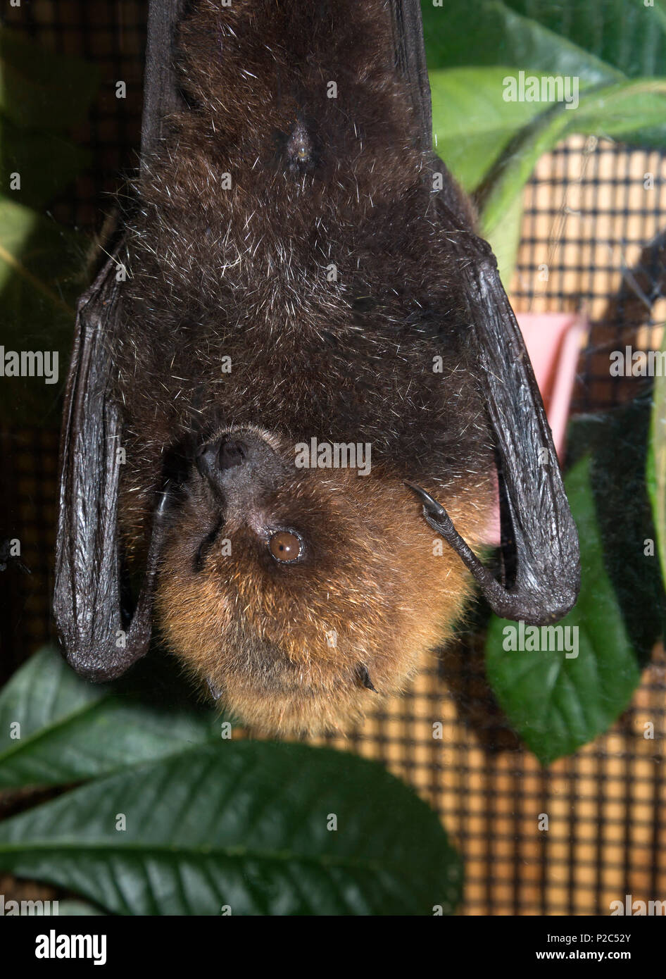 Spring Garden Festival, Gainesville, Florida. Lubee Bat Conservancy