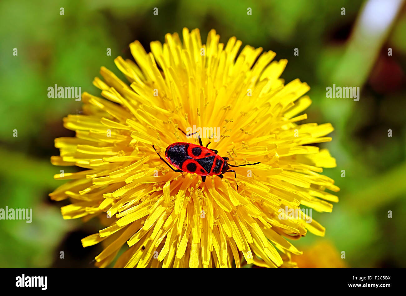 Firebug (Pyrrhocoris apterus) insect on the dandelion in the springtime Stock Photo