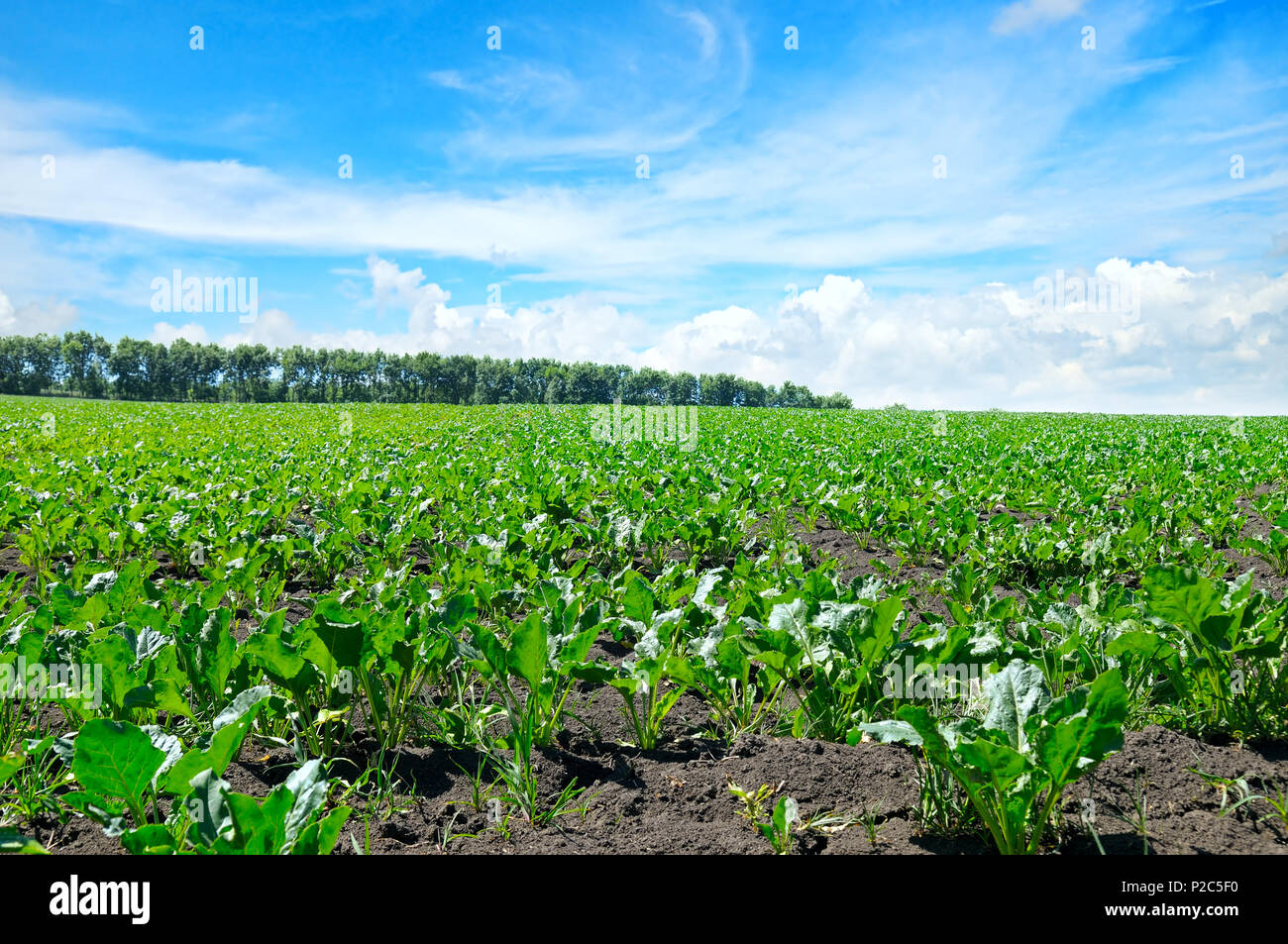 green beet field and blue sky Stock Photo Alamy