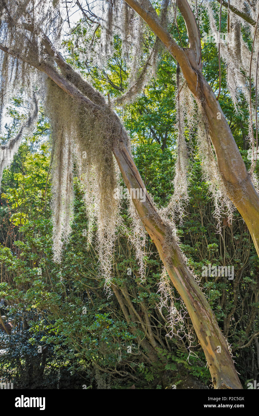 Spring Garden Festival in Gainesville, Florida Stock Photo Alamy
