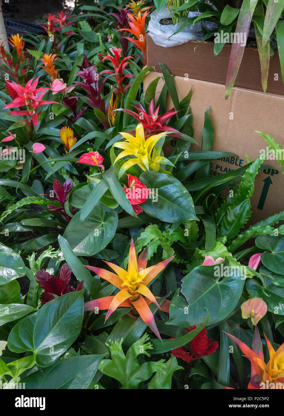 Spring Garden Festival in Gainesville, Florida. Colorful bromeliads for sale Stock Photo