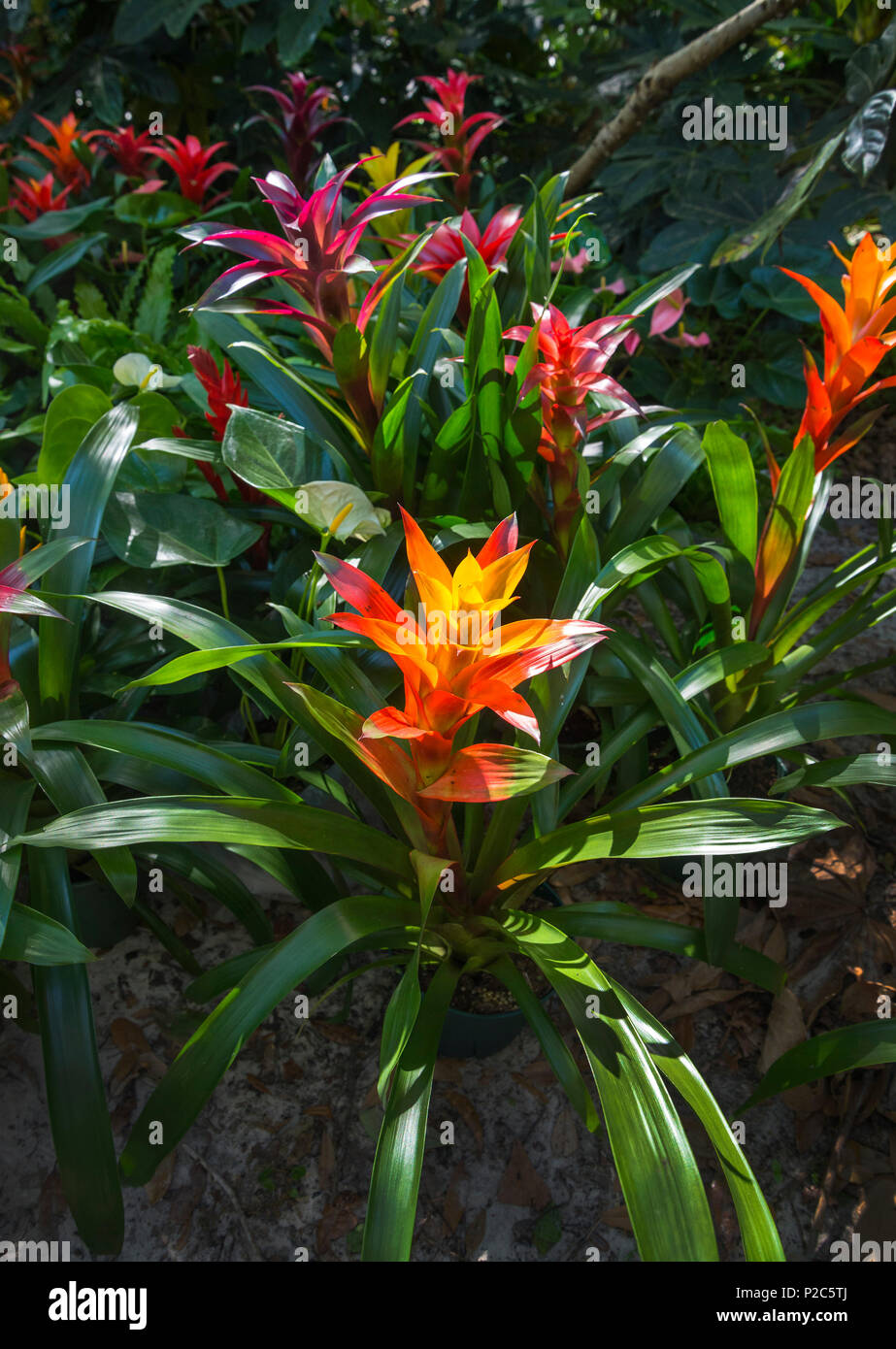 Spring Garden Festival in Gainesville, Florida. Colorful bromeliads for sale Stock Photo