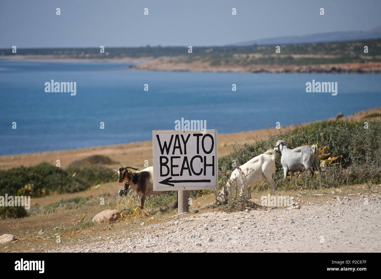 Road sign to the beach and goats on the gravel road to the Akamas peninsula and gorge, Paphos distict, Cyprus Stock Photo