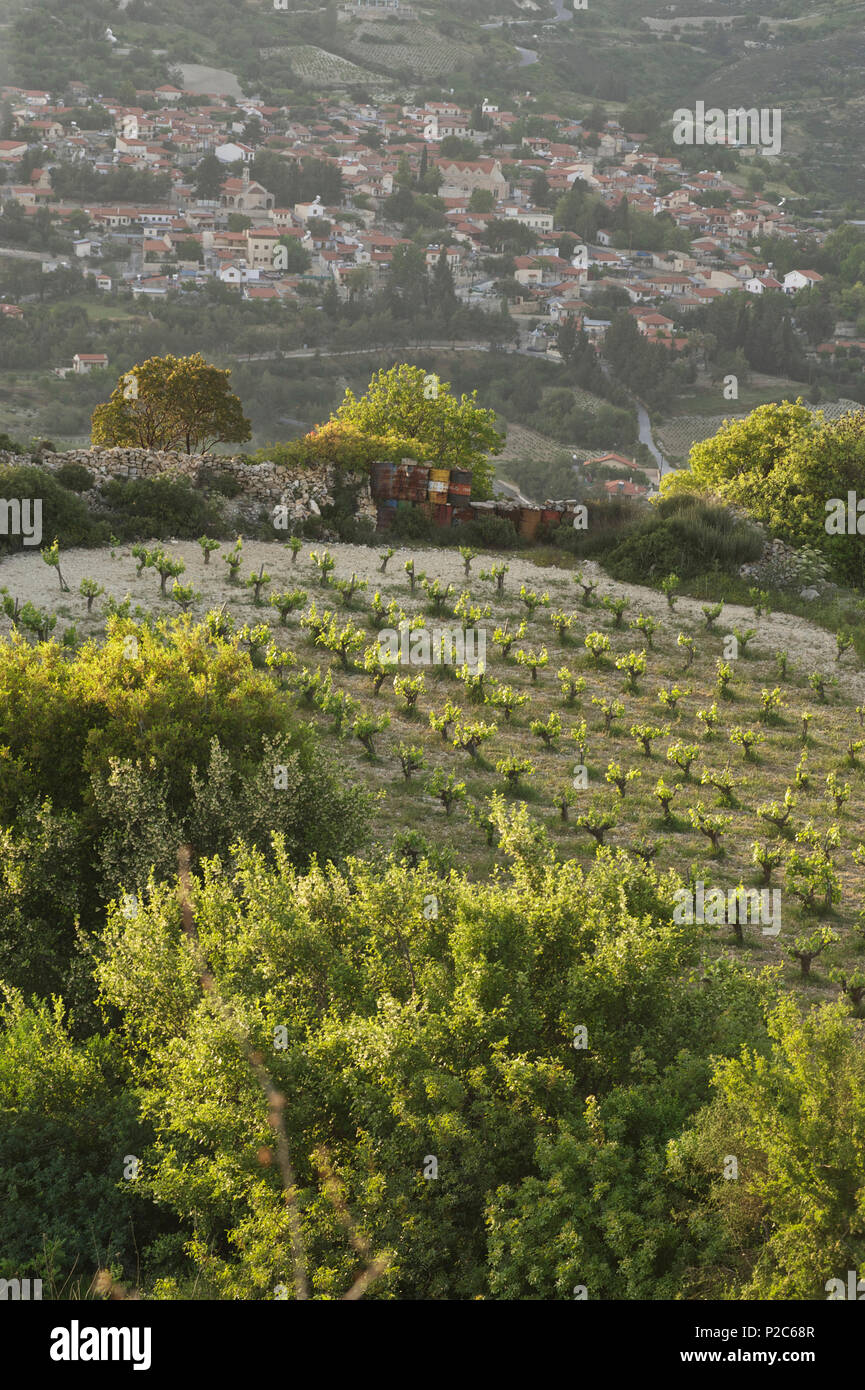 vineyard in Kouris valley south of the Troodos mountains, Cyprus Stock Photo
