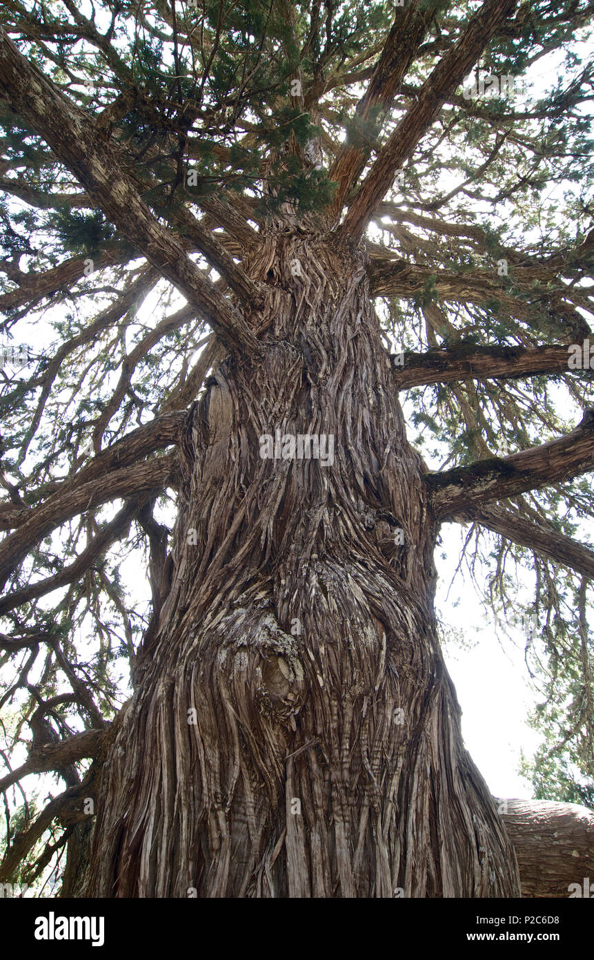 Very old cedar tree with fringed Bark on the Olympos mountain, Troodos mountains, Cyprus Stock Photo