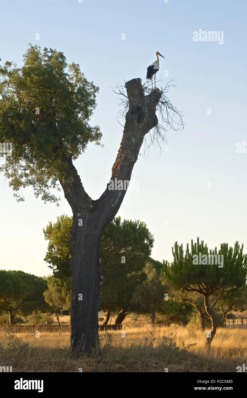 Stork on a tree at the visitors center Acebuche, Parque Nacional Coto de Donana, Coto Donana, Provinz Huelva, Andalusia, Spain Stock Photo