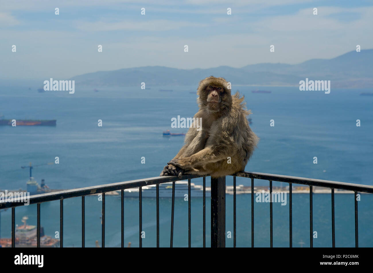 Monkey sitting on a handrail high above the sea at Gibraltar Stock Photo