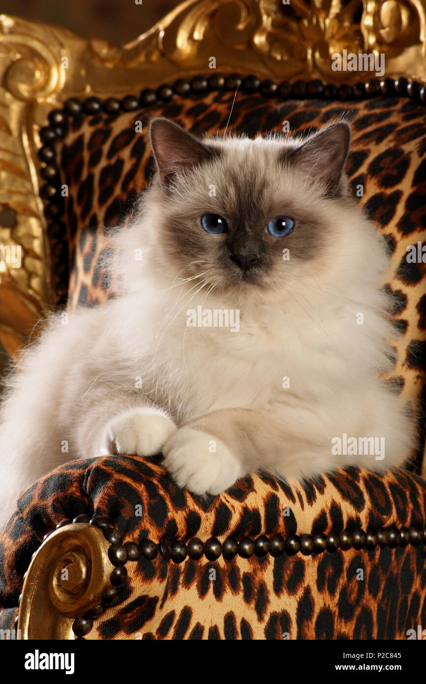birman, seal point, lying on a golden chair in leopard look Stock Photo