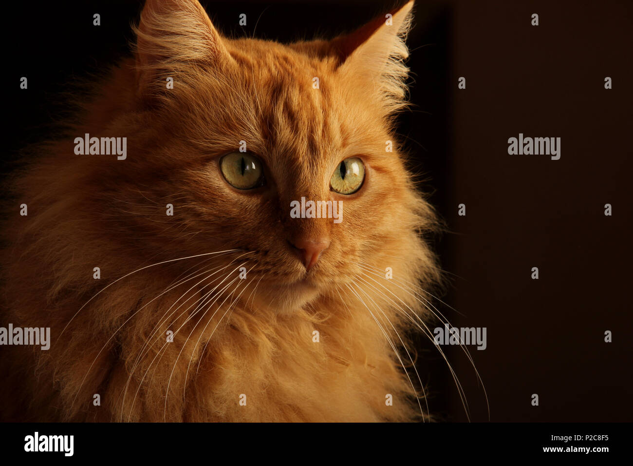 portrait of a longhaired ginger cat Stock Photo