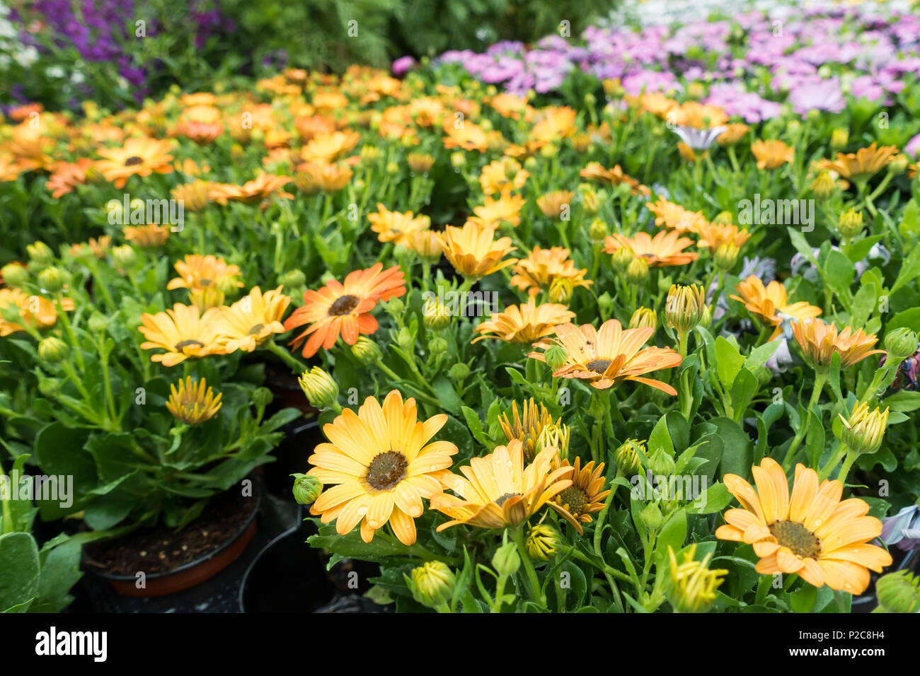Daisy plants for sale in a UK garden centre Stock Photo Alamy