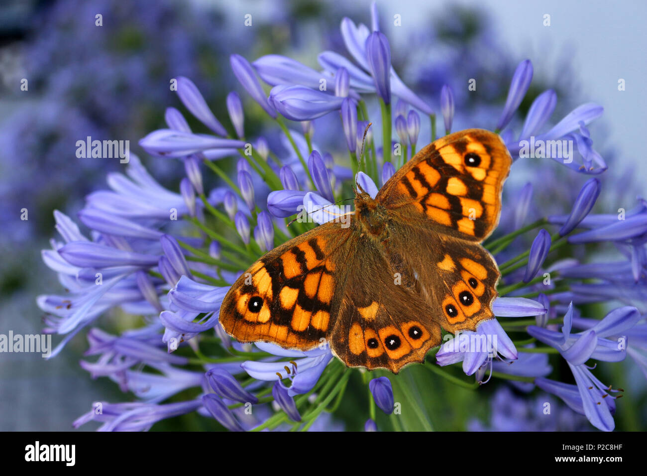 a butterfly (Lasiommata) sitting on blossoms (Apapanthus africanus) Stock Photo