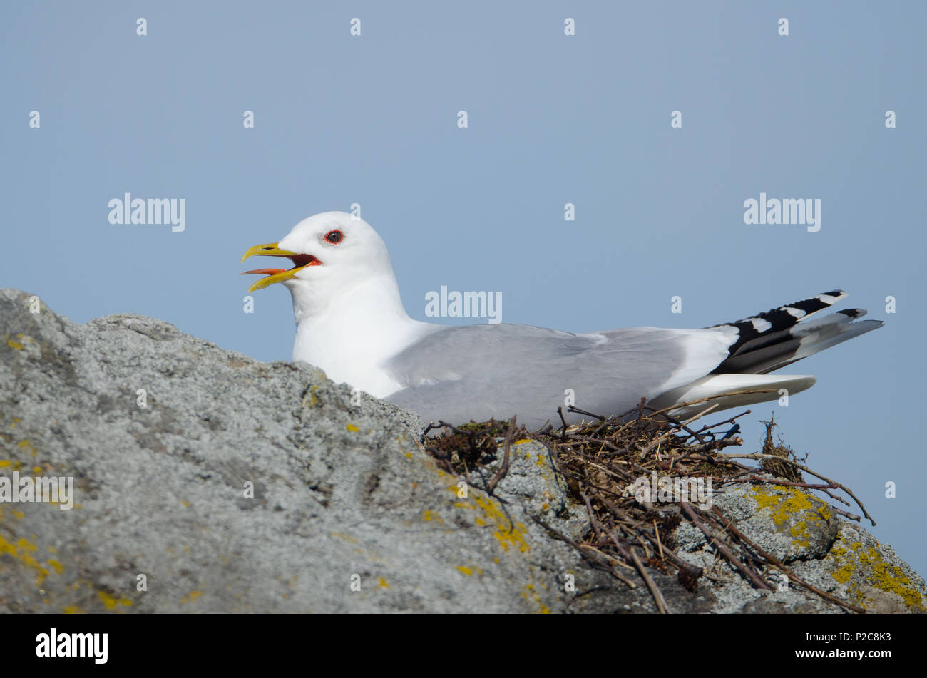 Larus canus (on Nest). Lake Kukkia, Luopioinen, Finland. Stock Photo