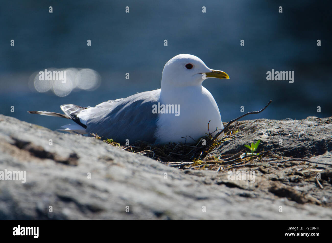 Larus canus (On Nest). Lake Kukkia, Luopioinen, Finland. 25.5.2018 Stock Photo