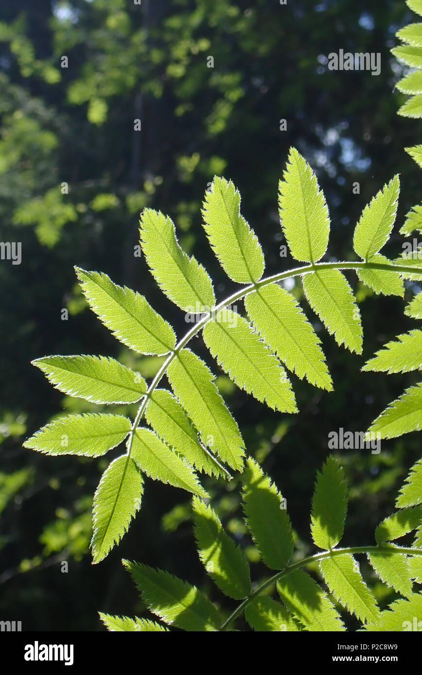 Sorbus aucuparia. Hausjärvi, Finland. 22.5.2018 Stock Photo