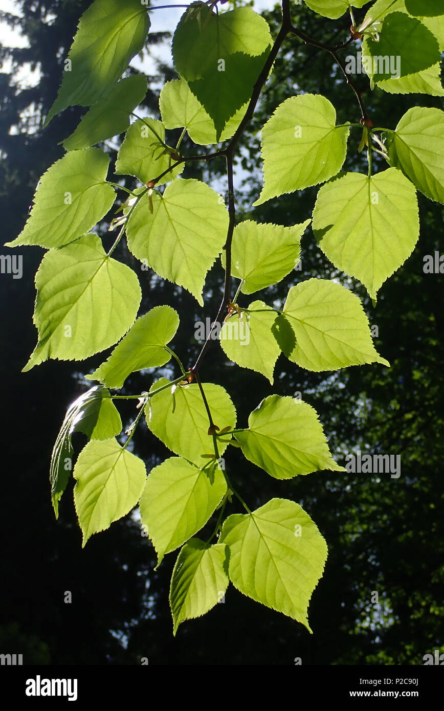 Tilia cordata. Hausjärvi, Finland. 22.5.2018 Stock Photo