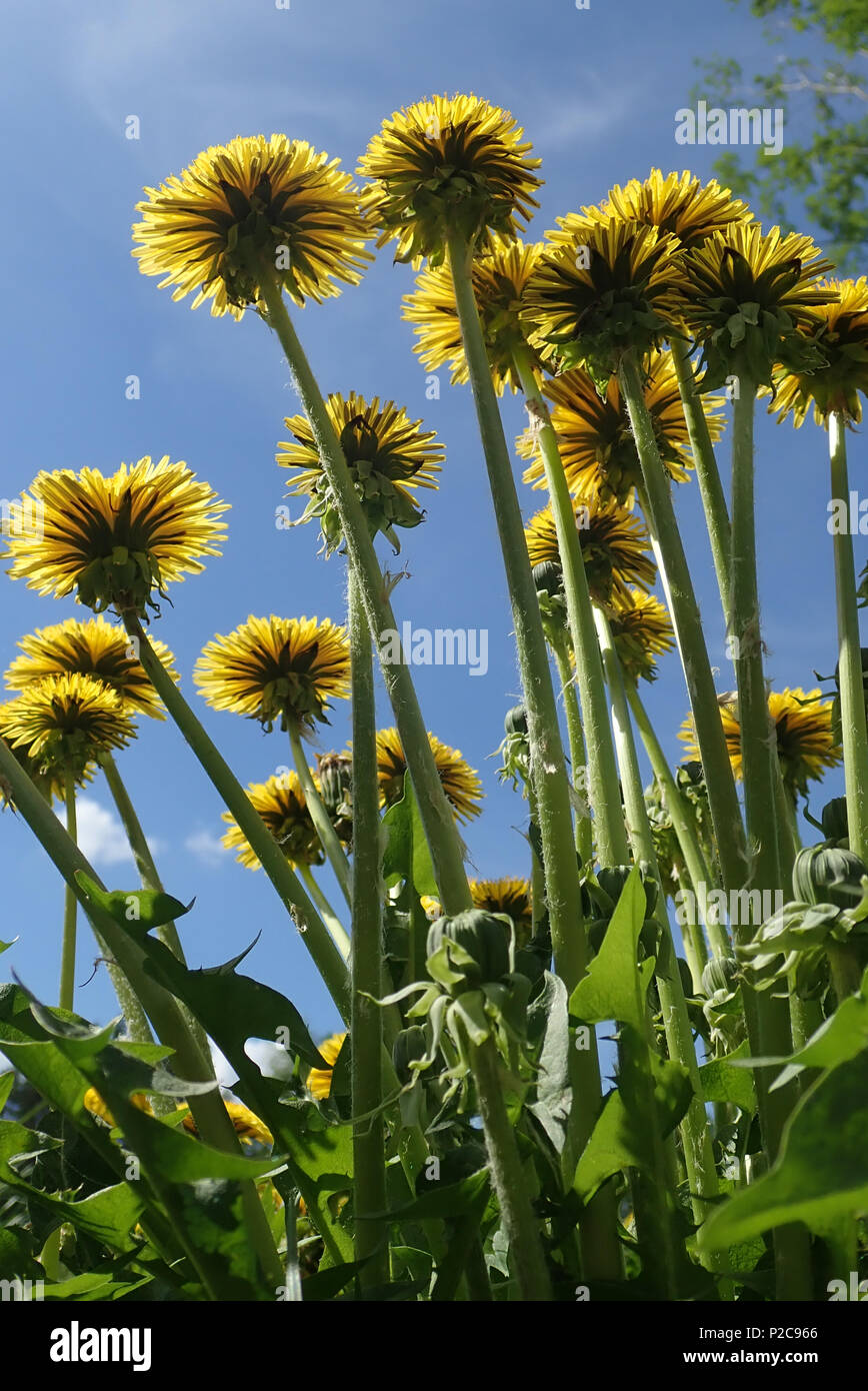 Dandelions. Stock Photo