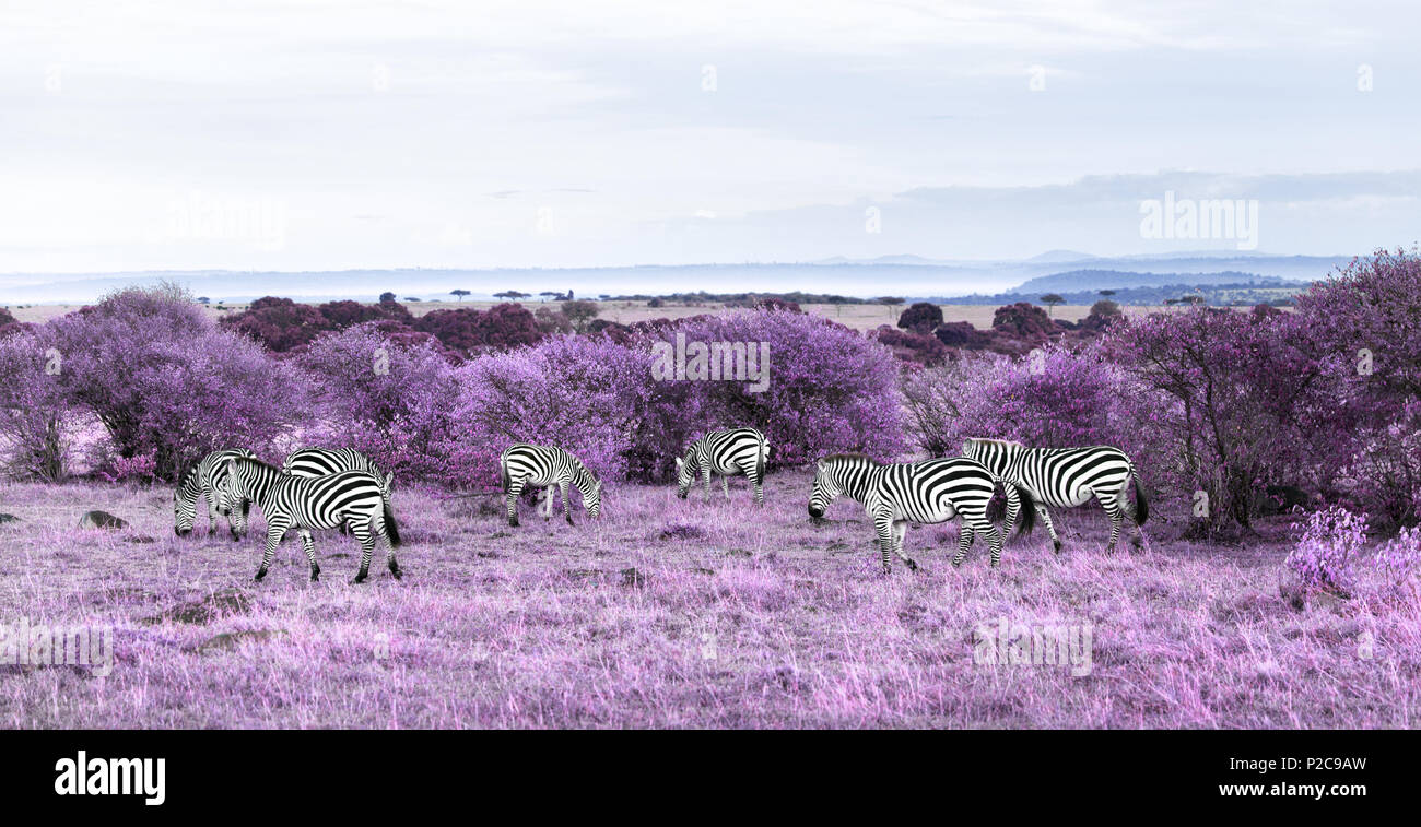 zebras grazing in purple african savannah Stock Photo