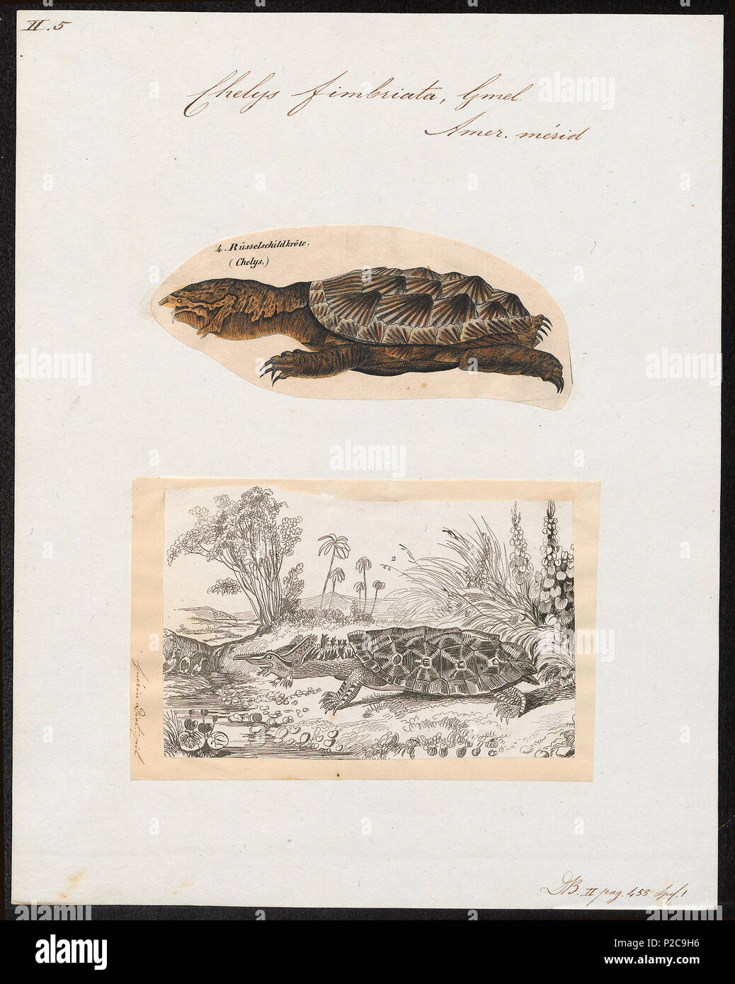 . Chelys fimbriata . between 1700 and 1880 59 Chelys fimbriata - 1700-1880 - Print - Iconographia Zoologica - Special Collections University of Amsterdam - UBA01 IZ11600149 Stock Photo