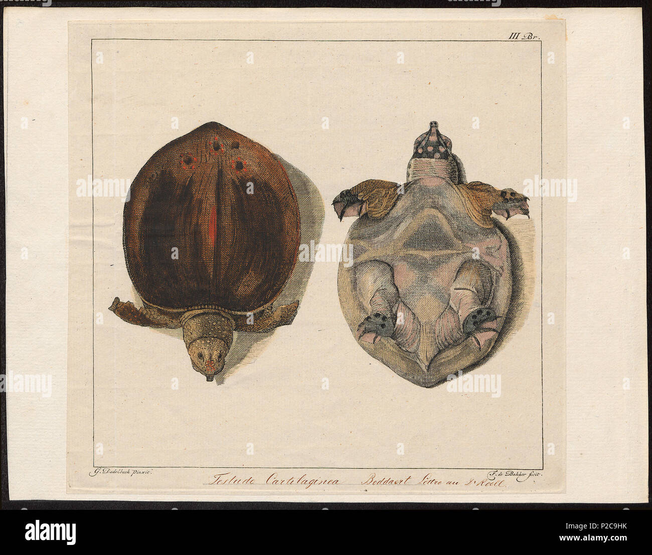 . Testudo cartilaginea . between 1700 and 1880 303 Testudo cartilaginea - 1700-1880 - Print - Iconographia Zoologica - Special Collections University of Amsterdam - UBA01 IZ11600173 Stock Photo