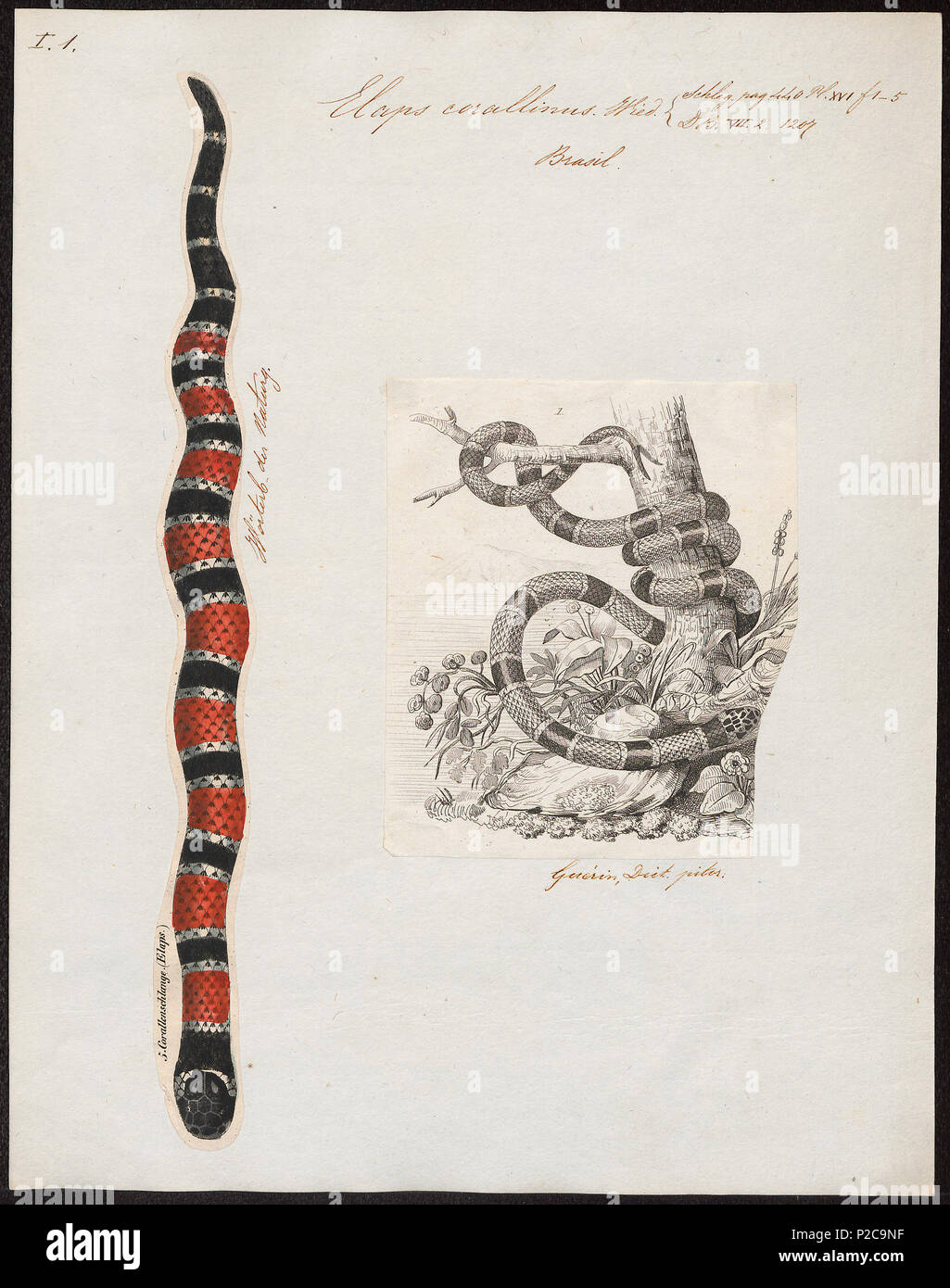 Elaps corallinus . between 1700 and 1880 115 Elaps corallinus - 1700-1880 -  Print - Iconographia Zoologica - Special Collections University of  Amsterdam - UBA01 IZ11800001 Stock Photo - Alamy