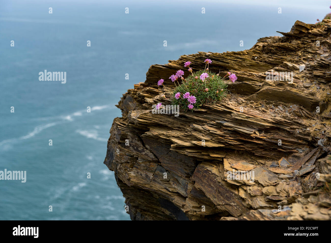 Armeria maritima, thrift along a rocky Cornish coastline. Stock Photo