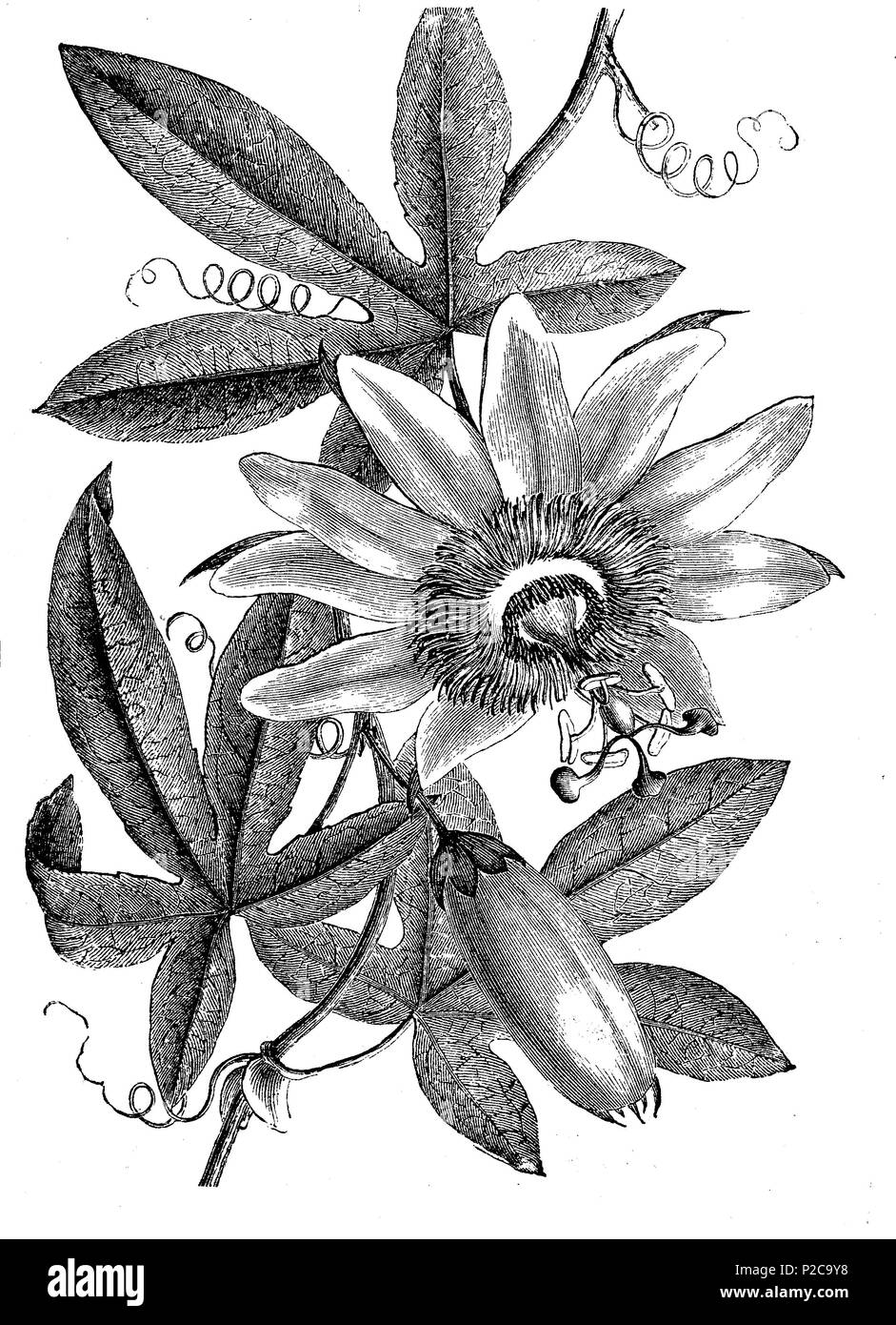 Passiflora caerulea, the blue passionflower, bluecrown passionflower or common passion flower, medicinal plant, digital improved reproduction from an original print from the 19th century, 1881 Stock Photo