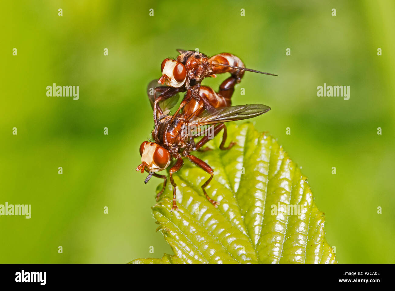 A mating pair of Conopid Flies  (Sicus ferrugineus) Stock Photo