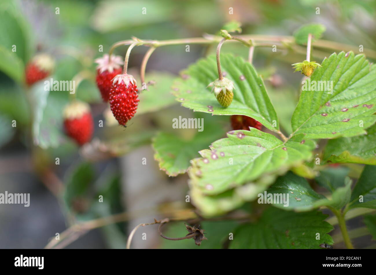 The wild strawberry bush in the garden in Ukraine Stock Photo - Alamy