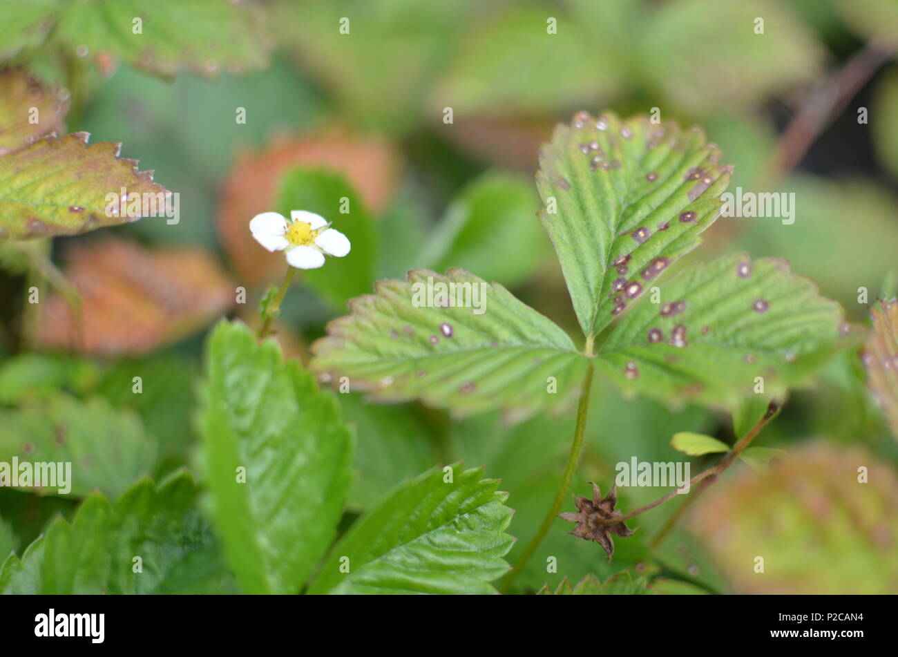 Full blown flower of strawberry hi-res stock photography and images - Alamy