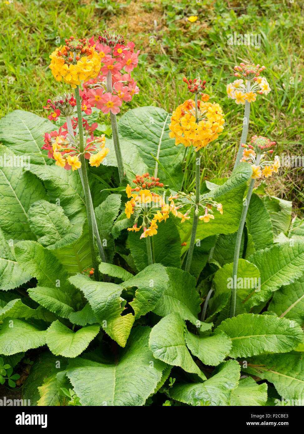Mix of the moisture loving, early summer flowering candelabra primulas with red pink and pale orange Primula x bullesiana and darke orange Primual bul Stock Photo