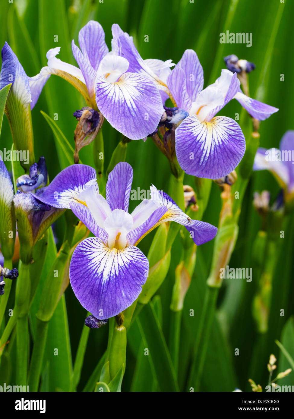 Blue and white early ummer flowers of the marginal aquatic hardy iris, Iris versicolor 'Rowden Cantata' Stock Photo