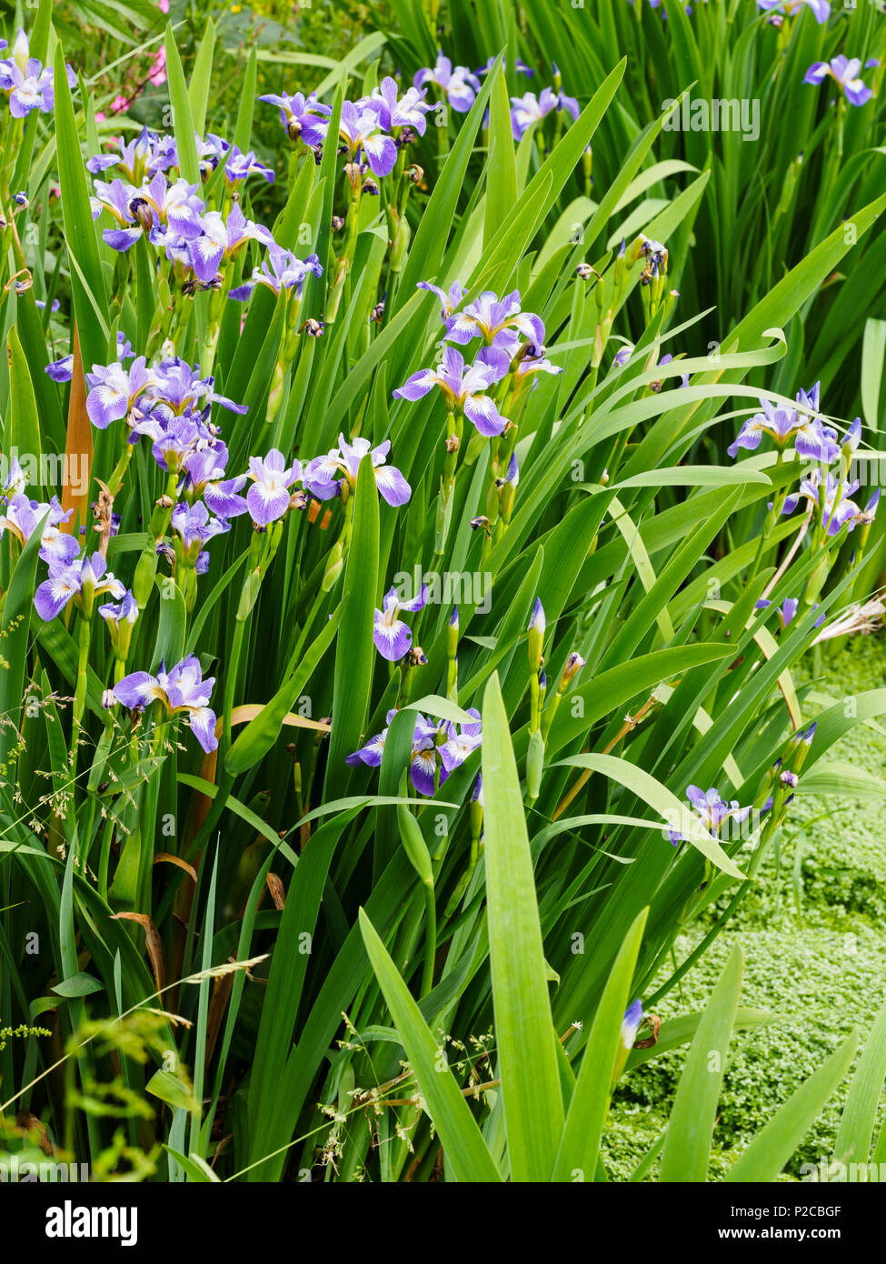 Blue and white early ummer flowers of the marginal aquatic hardy iris, Iris versicolor 'Rowden Cantata' Stock Photo