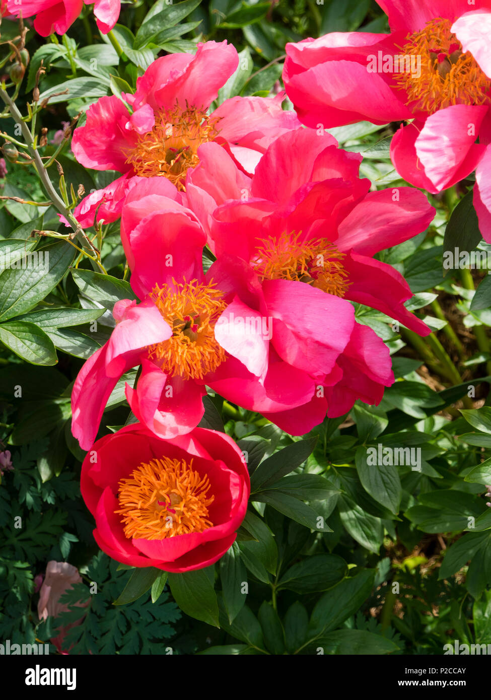 Newly open and mature red single flowers of the hardy herbaceous species peony, Paeonia peregrina 'Flame' Stock Photo
