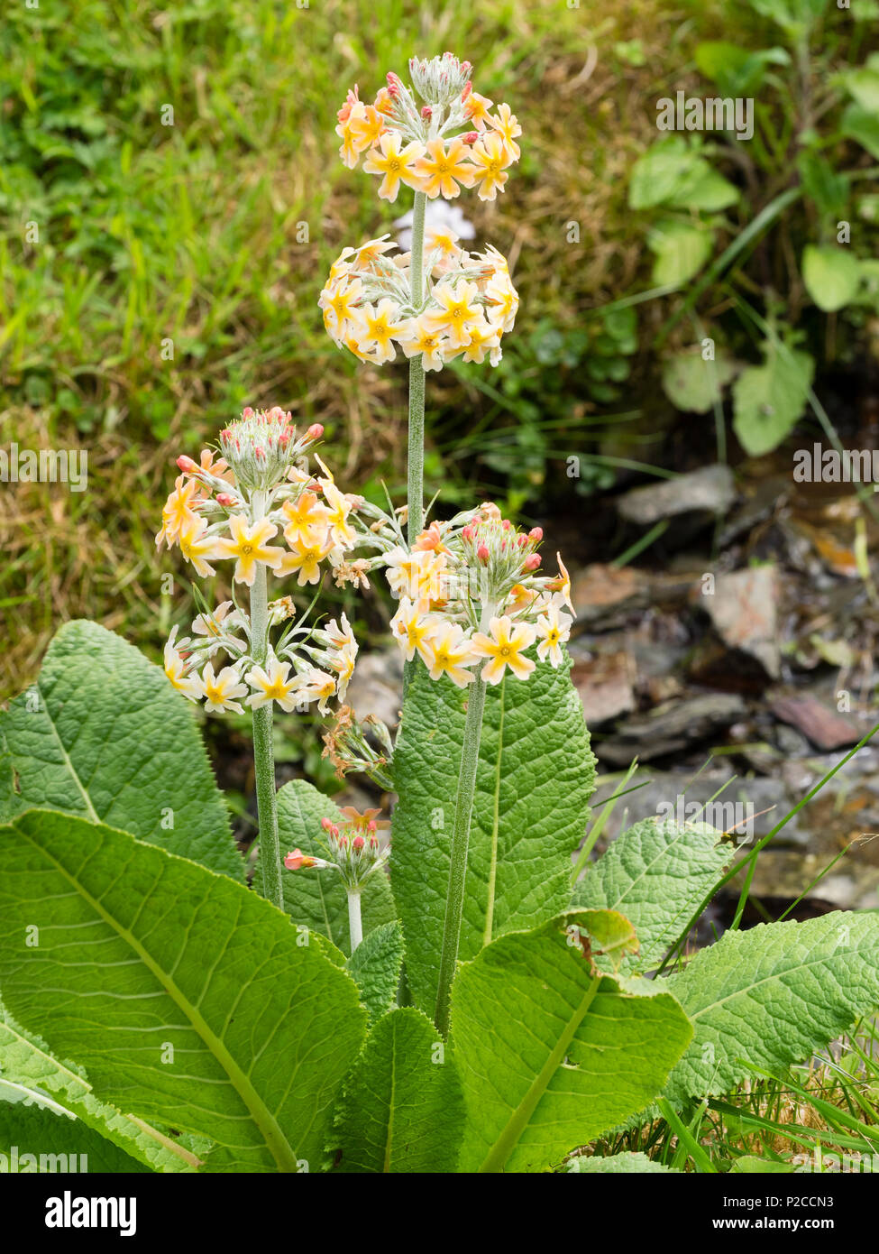 Pale lemon form of the hybrid candelabra primula, Primula x bulleesiana, complex flowering in early summer Stock Photo