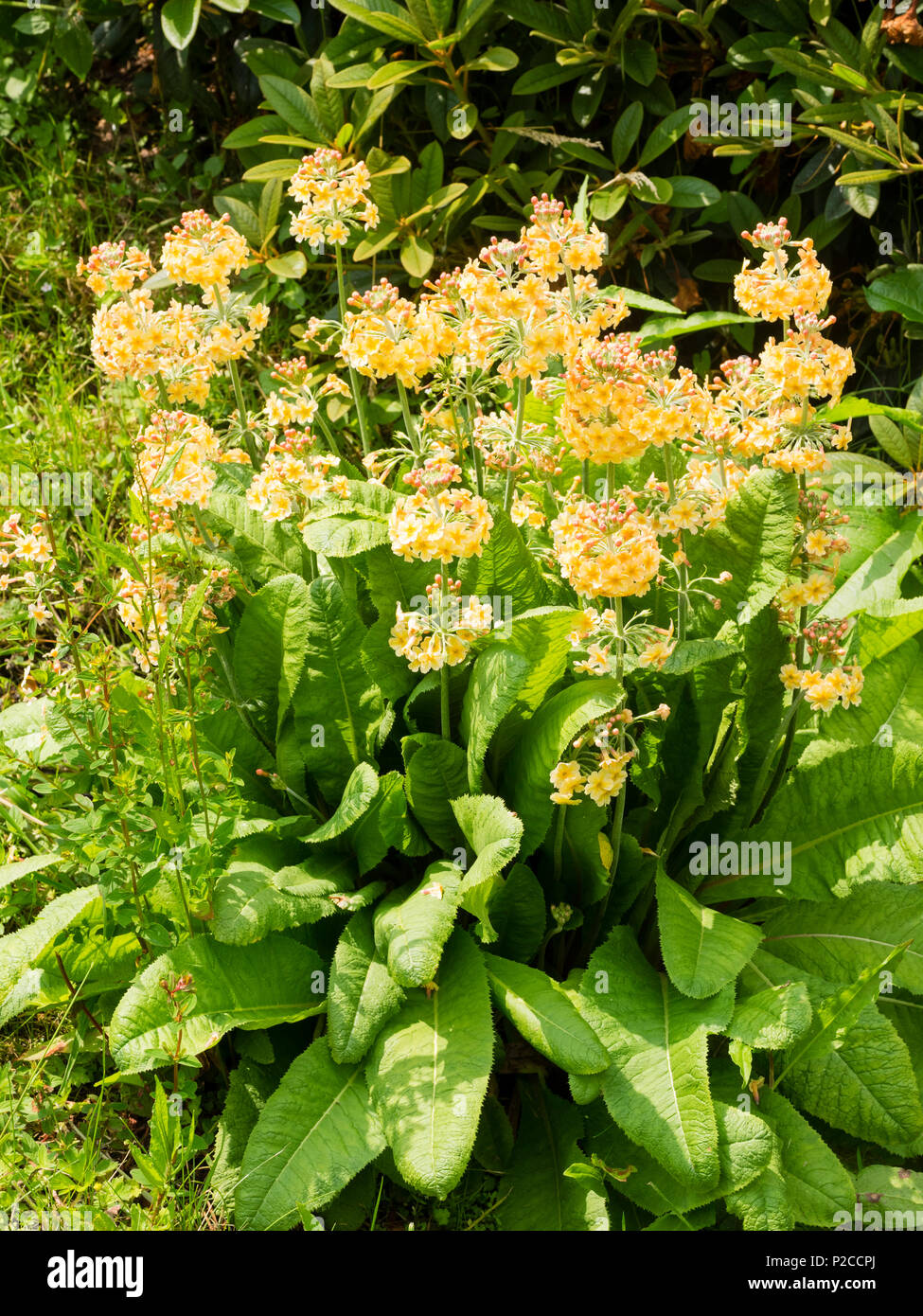 Pale lemon form of the hybrid candelabra primula, Primula x bulleesiana, complex flowering in early summer Stock Photo