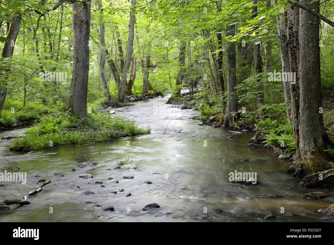 Forest stream, flowing water over rocks and green lush foliage Stock Photo