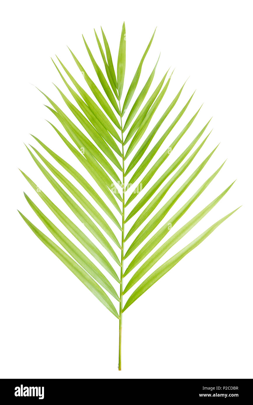 Green palm leaf isolated Stock Photo Alamy