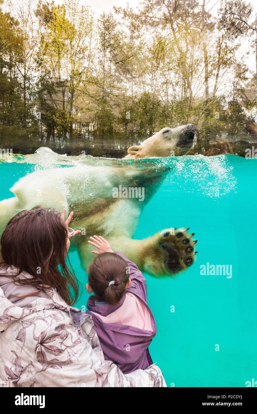 France, Sarthe, La Fleche, La Fleche Zoo, family observation of Taïko