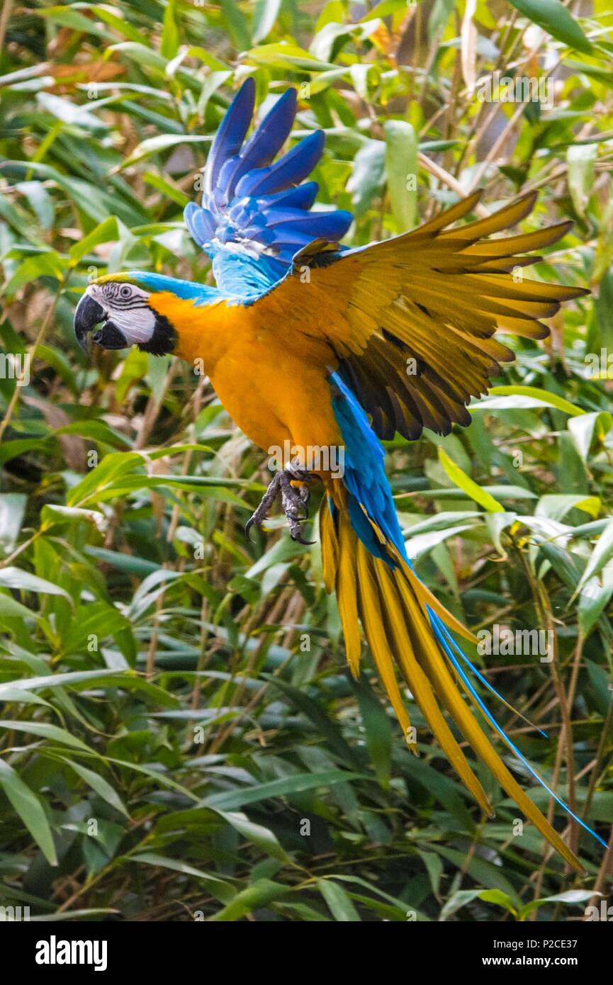 France, Sarthe, La Fleche, La Fleche Zoo, Blue macaw (Ara ararauna) in flightotection status, Protected by law Guyane, Washington Convention Appendix II B (CITES), IUCN status, Least Concern (LC) Stock Photo