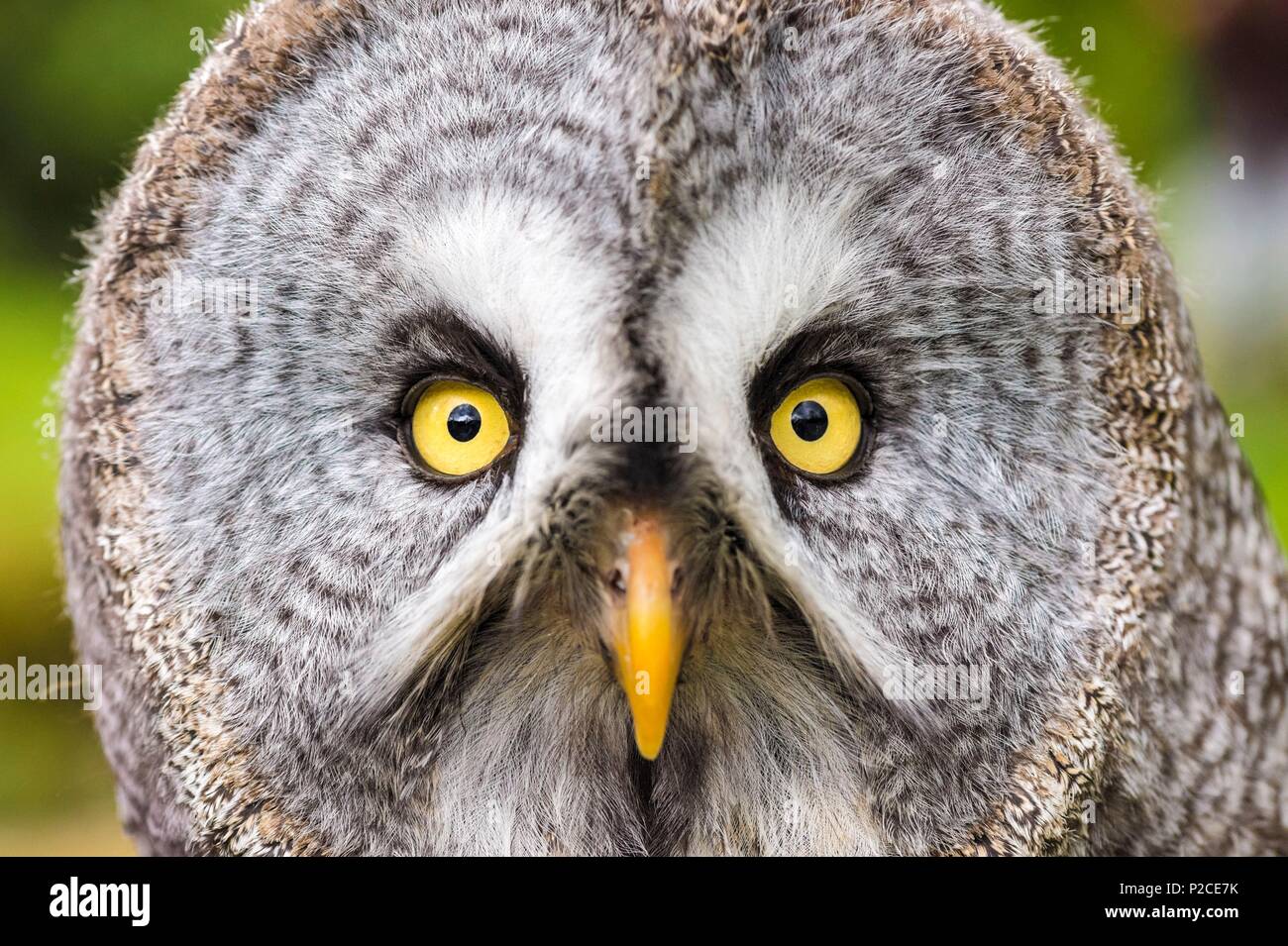 France, Sarthe, La Fleche, La Fleche Zoo, portrait of a Great Gray Owl (Strix nebulosa)otection Status, Washington Convention Appendix II A (CITES), IUCN Status, Least Concern (LC) Stock Photo