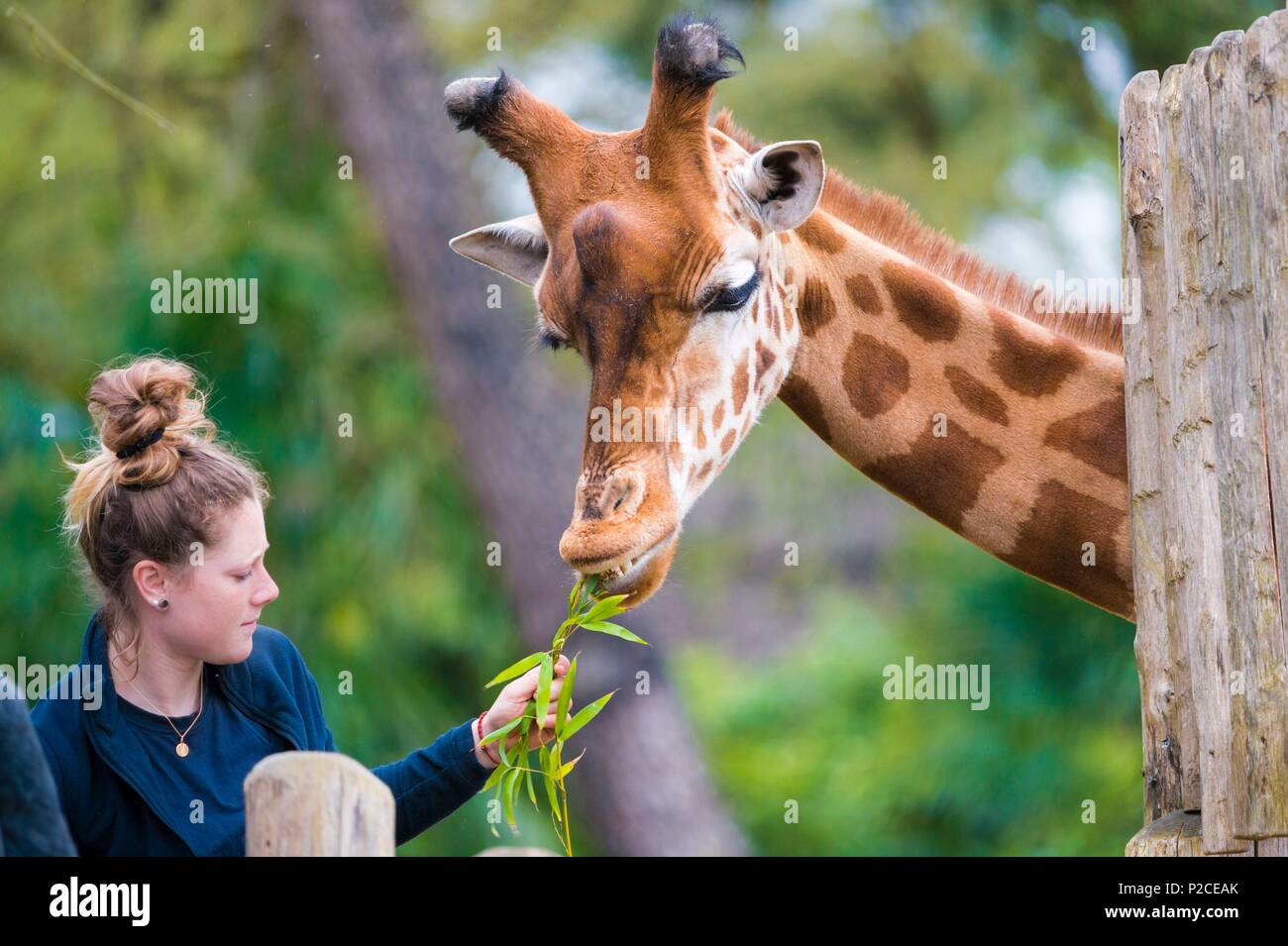 zoo keeper feeding animals