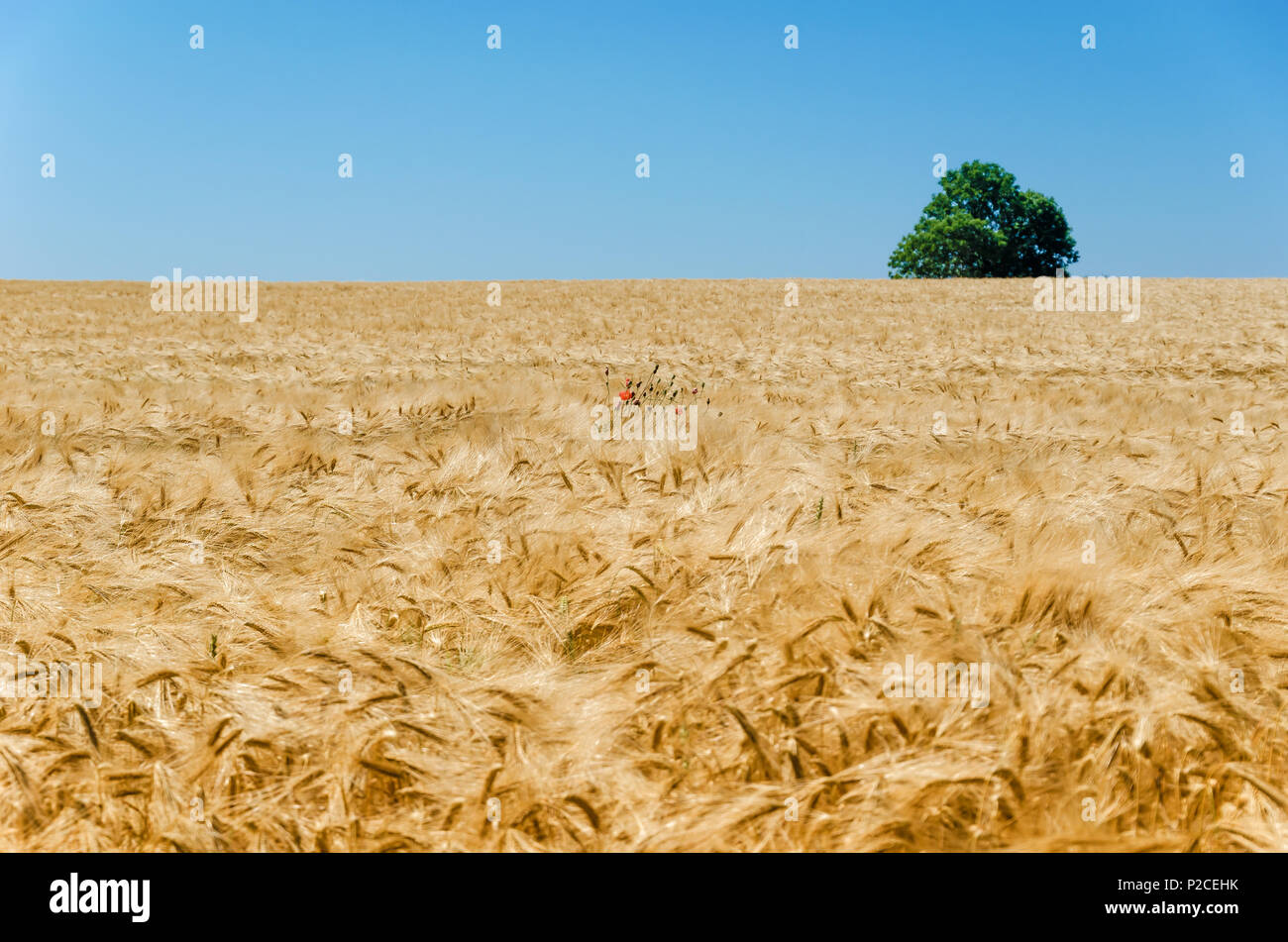 Grain field with a single tree on the horizon Stock Photo - Alamy