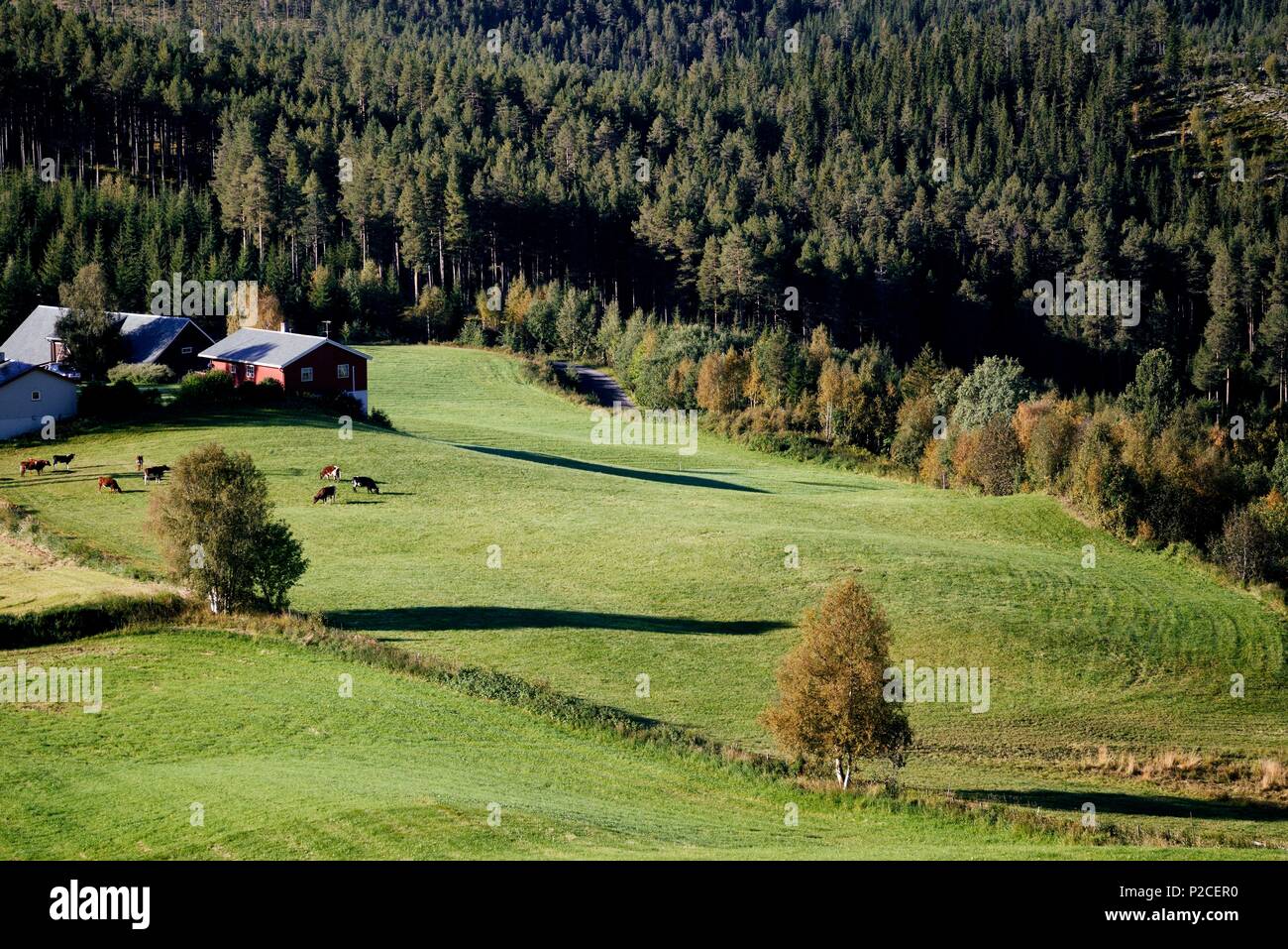 Norway, Oppland, Vaga, Jotunheimen National Park, farm and fields Stock