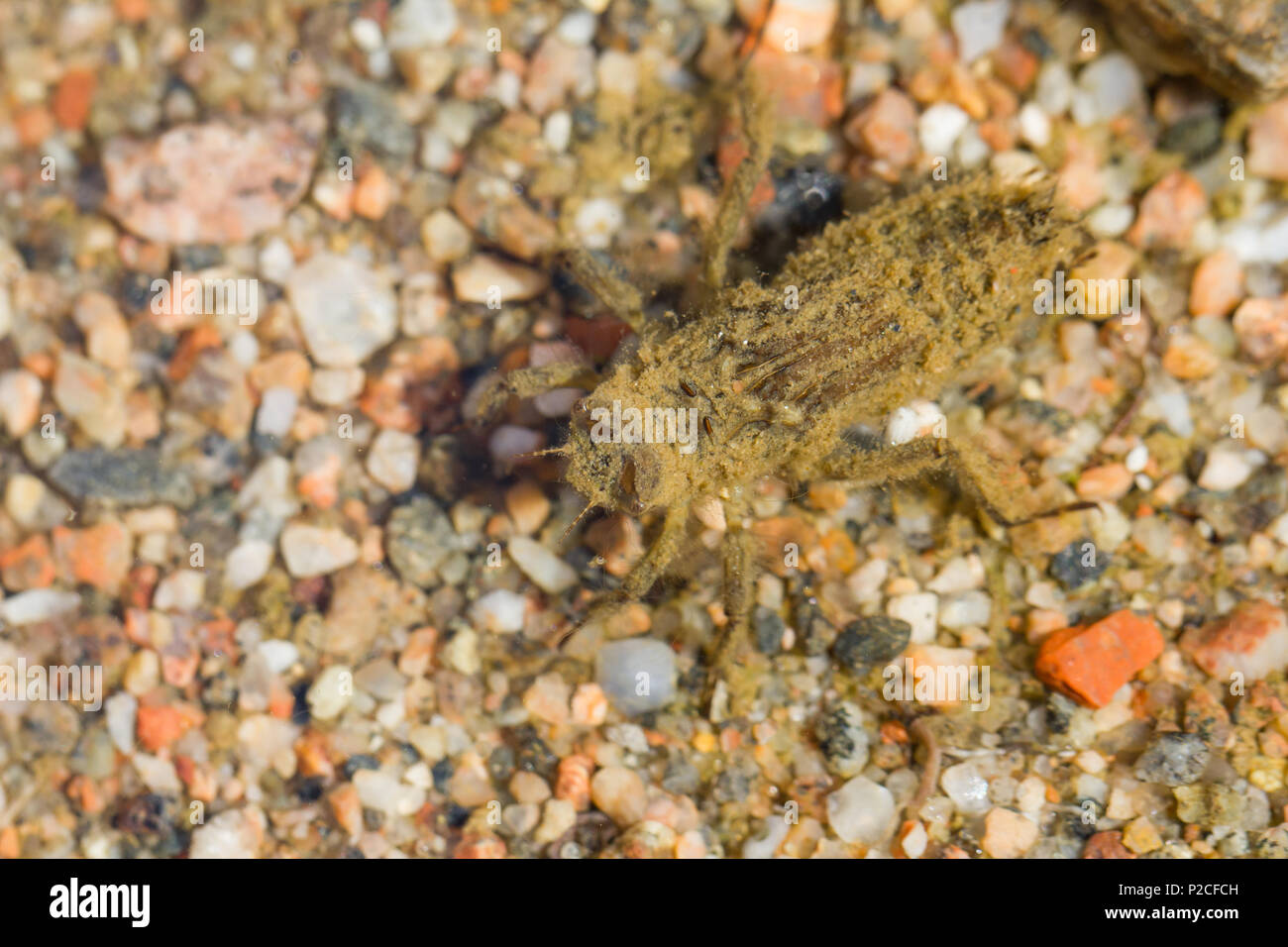 Skimmer dragonfly larva Stock Photo Alamy