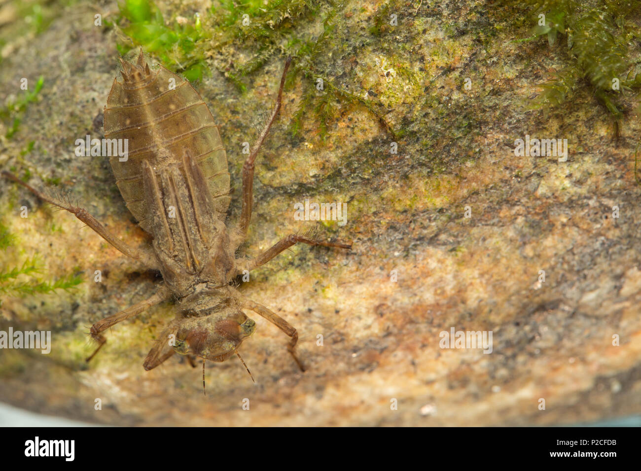 Skimmer dragonfly larva Stock Photo Alamy