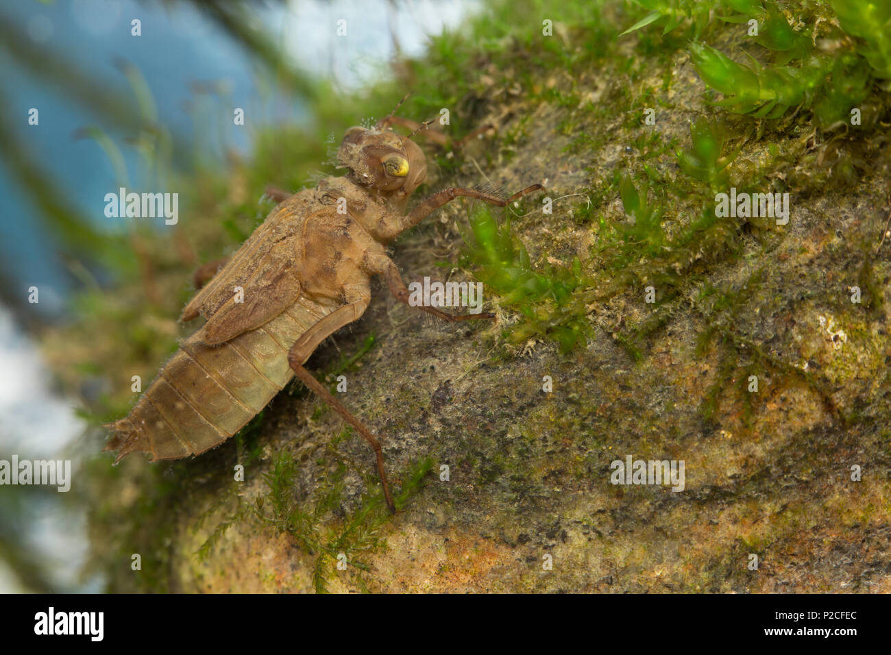 Skimmer dragonfly larva Stock Photo Alamy
