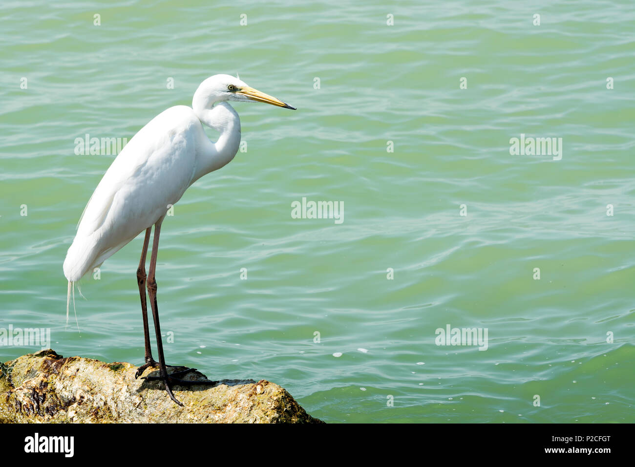 Great egret at Lake Balaton, Hungary Stock Photo