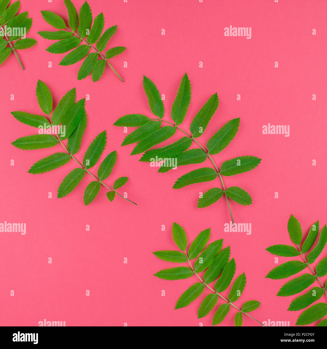 Creative flat lay top view pattern with fresh green rowan tree leaves ...