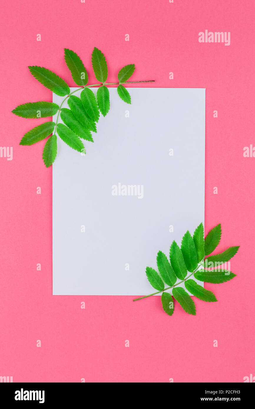 Creative flat lay top view white letter mock up with fresh green rowan ...