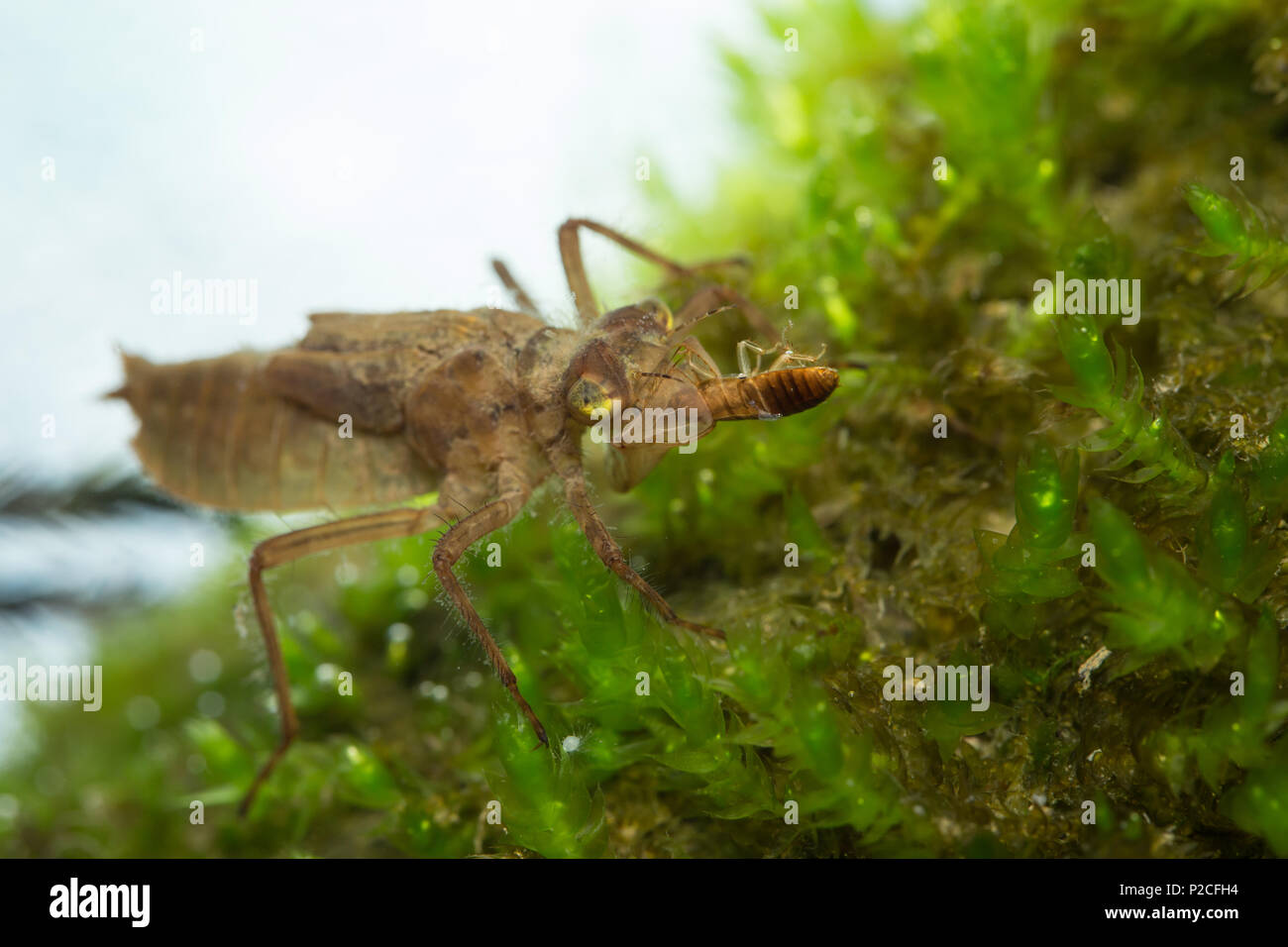 Skimmer dragonfly larva Stock Photo Alamy